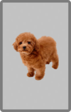 SSBO Toy Poodle card.png